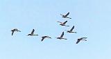 Eight Swans In Flight_P1230427